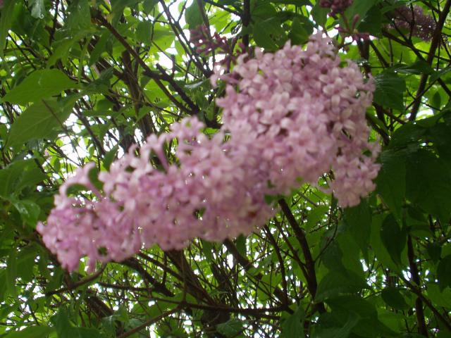 P1010017.JPG.jpg