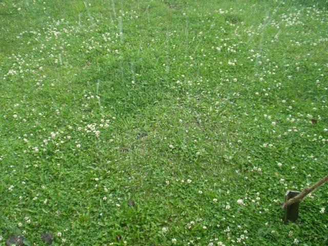 P1010024.JPG.jpg