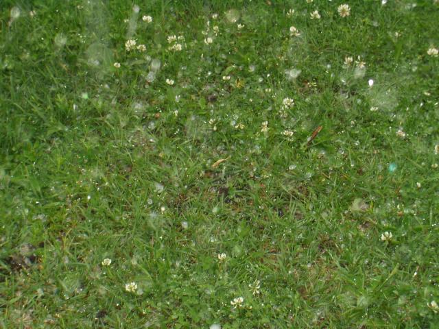 P1010025.JPG.jpg