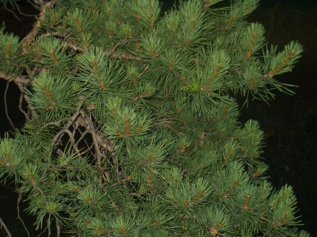 P1010164.JPG.jpg