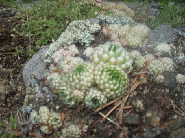P1010166.JPG.jpg