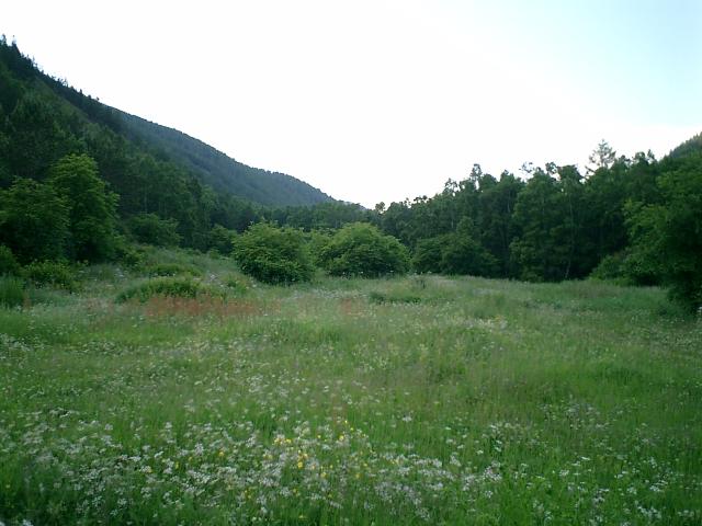 CIMG0013.JPG.jpg
