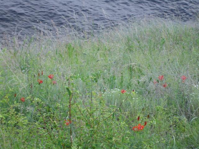 DSC03379.jpg.jpg