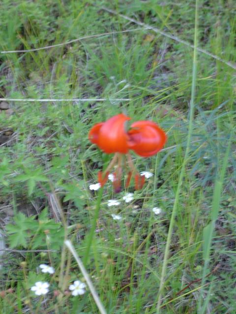DSC03381.jpg.jpg