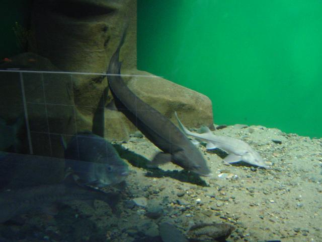 DSC03464.jpg.jpg