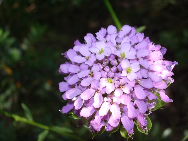 IMGP0141.JPG.jpg