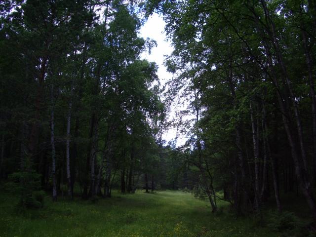 IMGP0207.JPG.jpg
