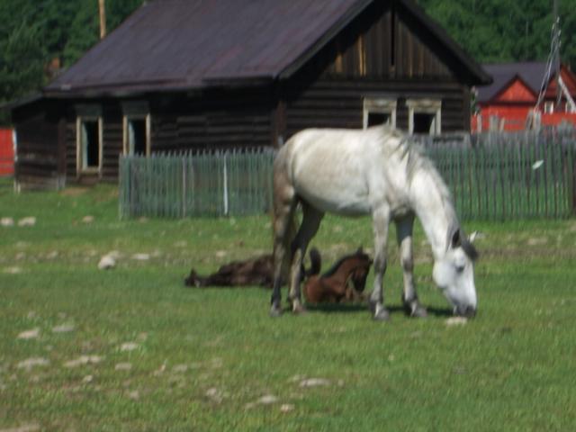 IMGP0220.JPG.jpg