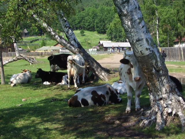 IMGP0223.JPG.jpg