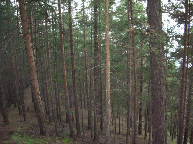 IMGP0260.JPG.jpg