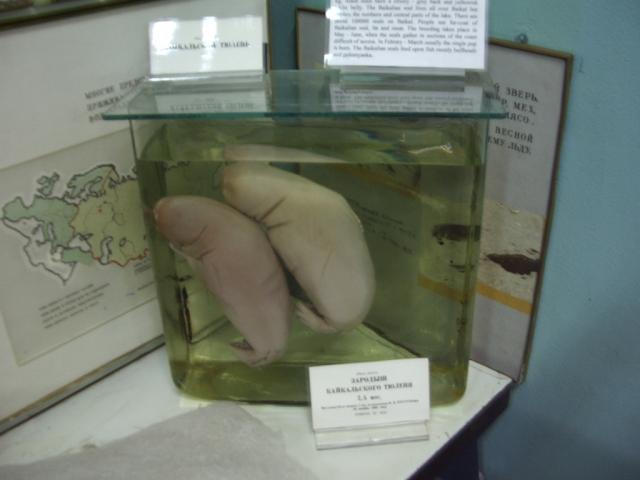 IMGP0288.JPG.jpg