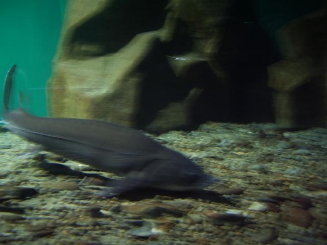 IMGP0291.JPG.jpg