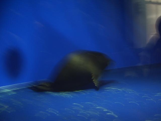 IMGP0296.JPG.jpg